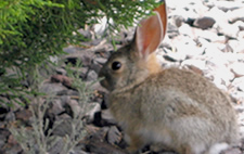 image of a rabbit